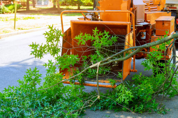 Best Tree Cutting Near Me  in West Liberty, KY